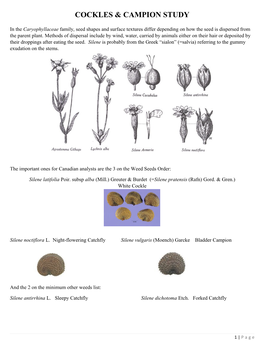 Cockles & Campion Study