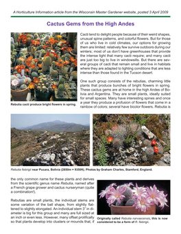 Cactus Gems from the High Andes