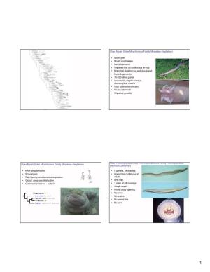 Class Myxini Order Myxiniformes Family Myxinidae (Hagfishes)