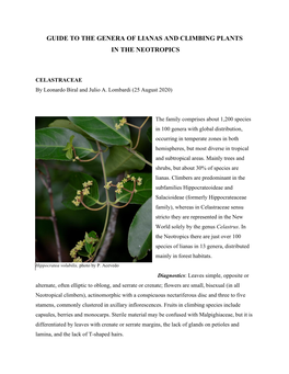 Lianas and Climbing Plants in the Neotropics: Celastraceae