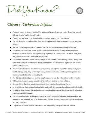 Chicory, Cichorium Intybus
