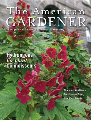 Hydrangeas for Plant Connoisseurs