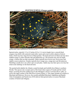 SPOTTED TURTLE (Clemmys Guttata)