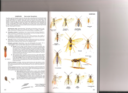 Insects-Chinery-221-231.Pdf