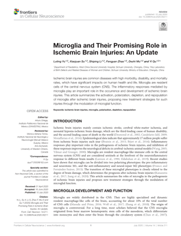 Microglia and Their Promising Role in Ischemic Brain Injuries: an Update