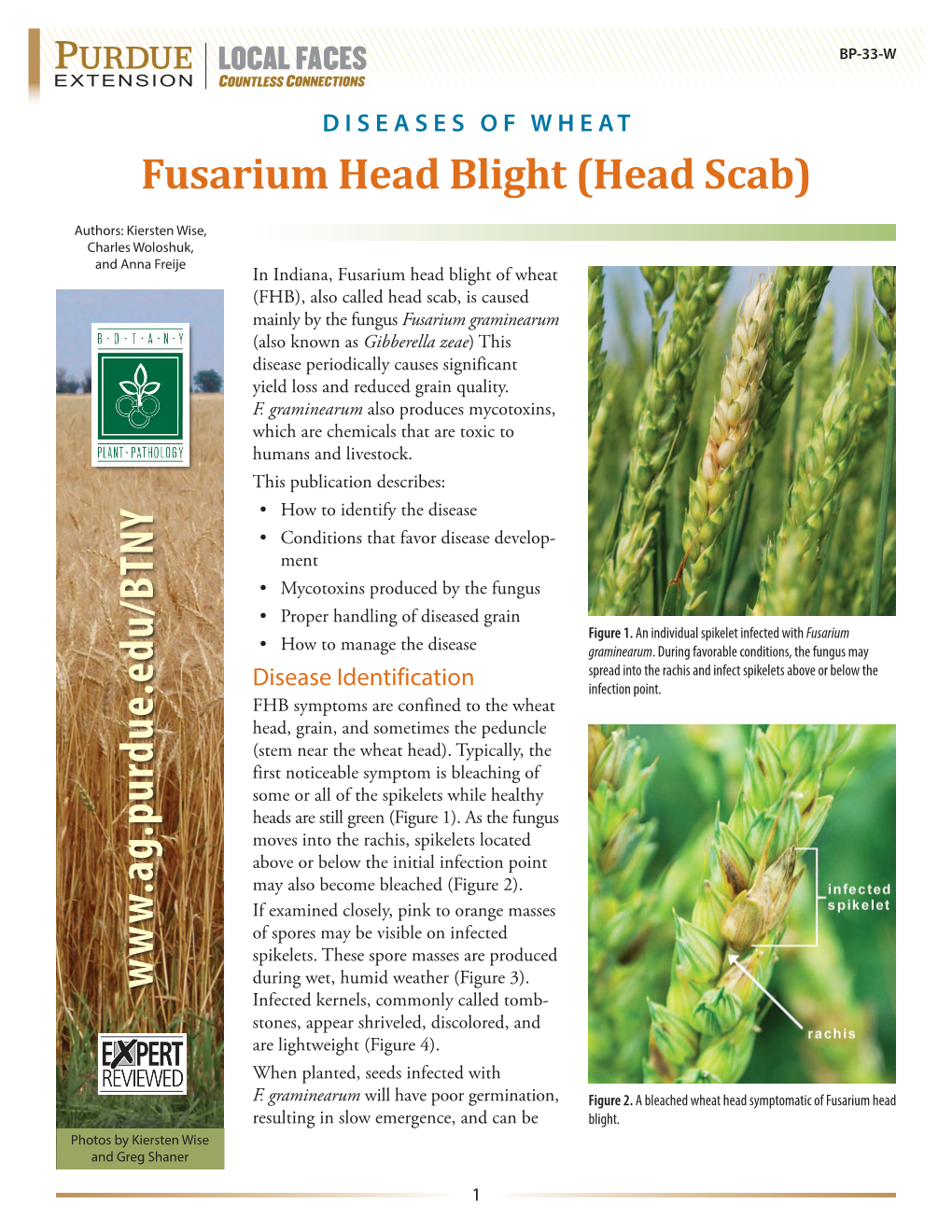 Fusarium Head Blight (Head Scab)