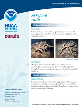 Coral Species Report for Acropora Rudis