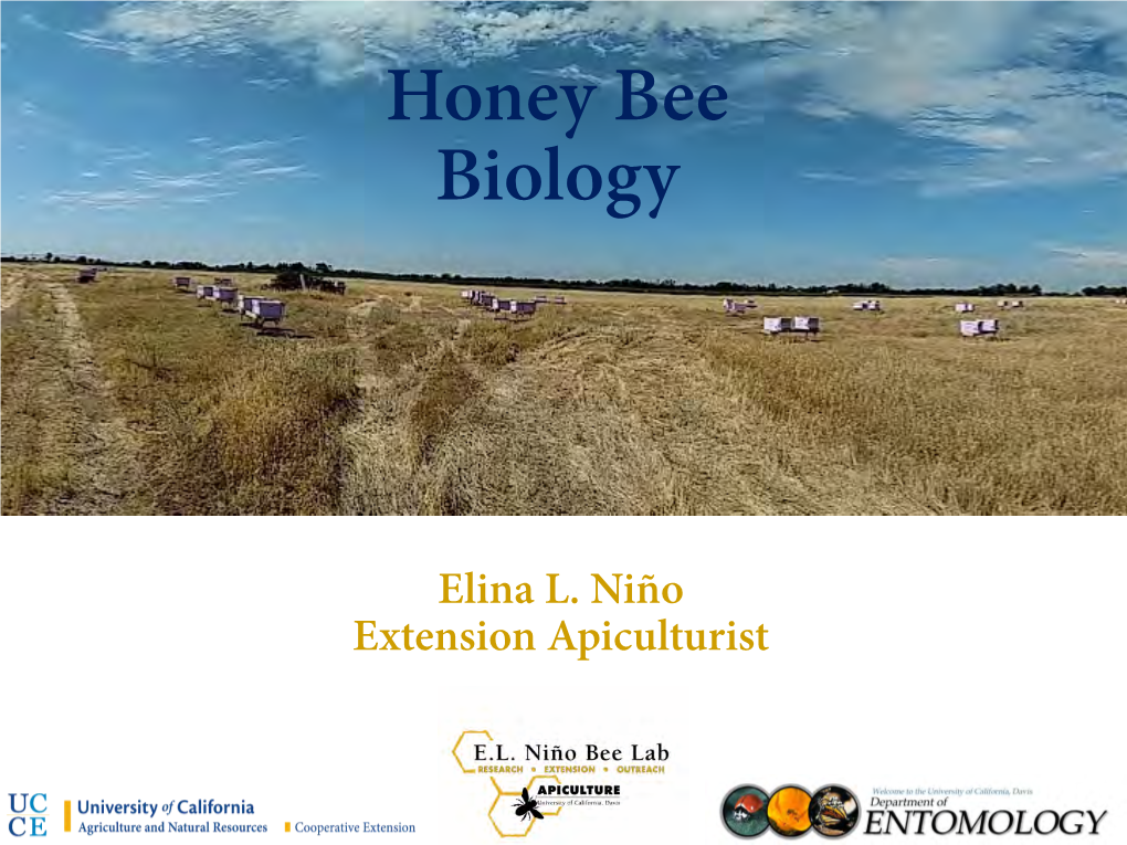 Honey Bee Biology