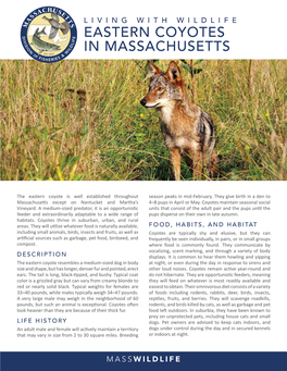 Eastern Coyotes in Massachusetts