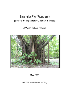 Strangler Fig (Ficus Sp.) (Source: Selingan Island, Sabah, Borneo)