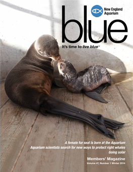 Winter 2014 on the Cover: Northern Fur Seals Photo: K