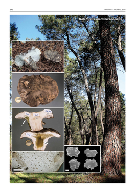 Boletopsis Mediterraneensis Fungal Planet Description Sheets 341