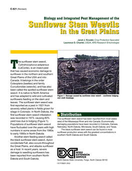 Biology and Integrated Pest Management of the Sunflower Stem