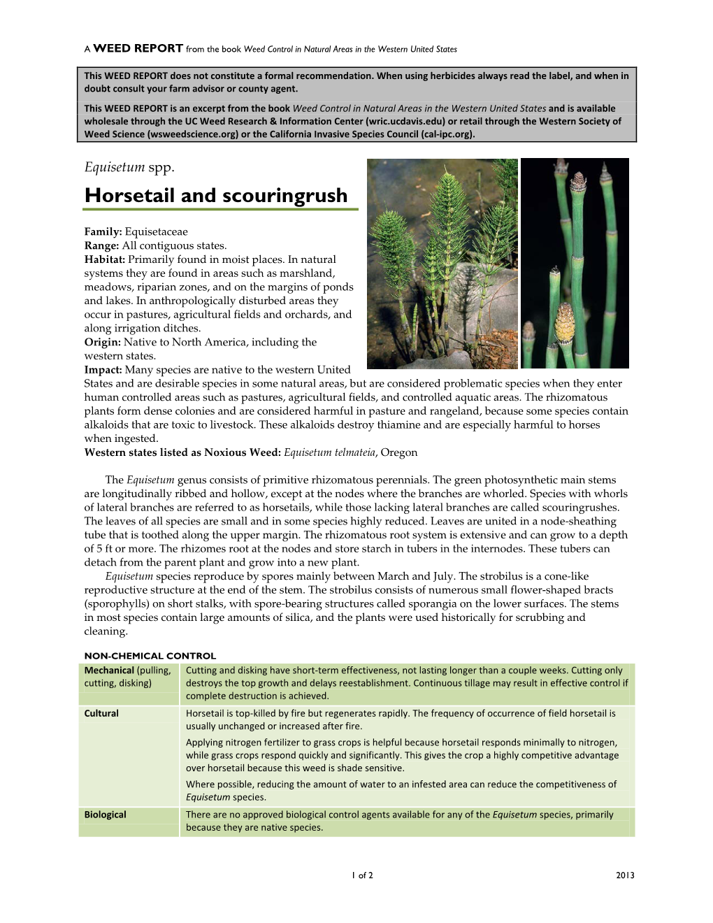 Equisetum Spp