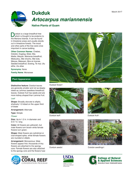 Dukduk Artocarpus Mariannensis