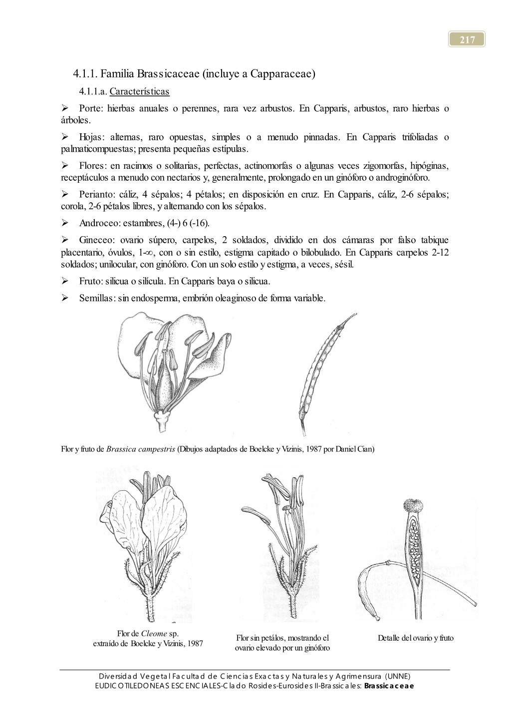 4.1.1. Familia Brassicaceae (Incluye a Capparaceae) 4.1.1.A