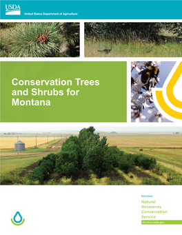Conservation Trees and Shrubs for Montana