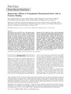 Regenerative Effects of Transplanted Mesenchymal Stem Cells in Fracture Healing