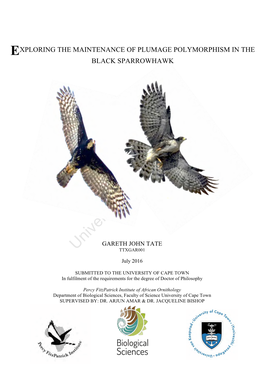 Exploring the Maintenance of Plumage Polymorphism in the Black Sparrowhawk