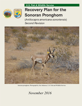 Recovery Plan for the Sonoran Pronghorn (Antilocapra Americana Sonoriensis) Second Revision