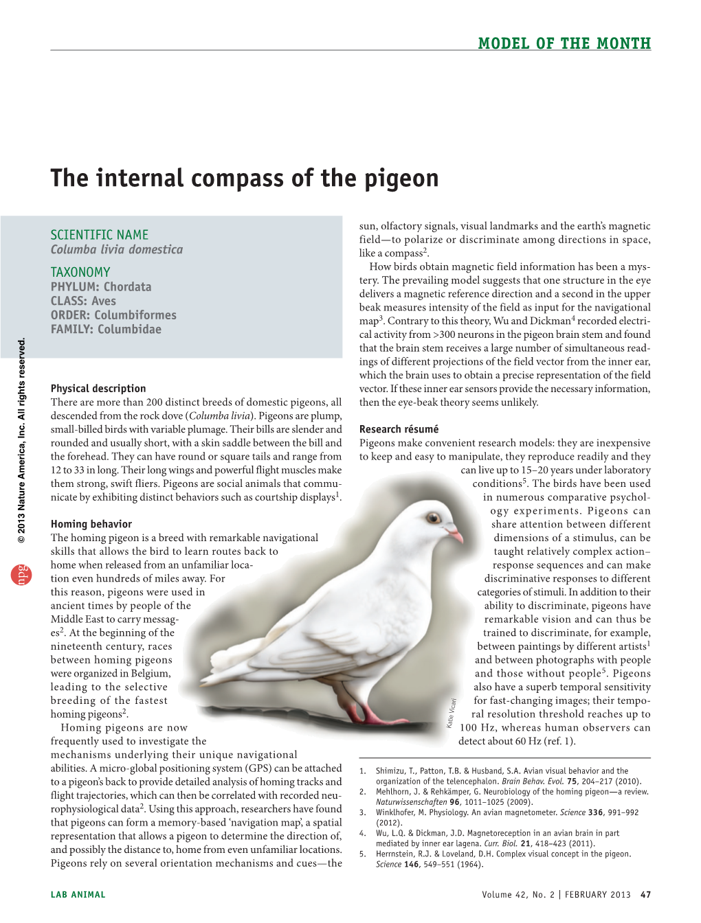 The Internal Compass of the Pigeon
