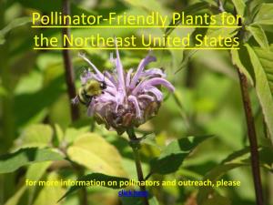 Pollinator-Friendly Plants for the Northeast United States
