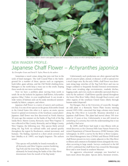 Japanese Chaff Flower – Achyranthes Japonica by Christopher Evans and David D