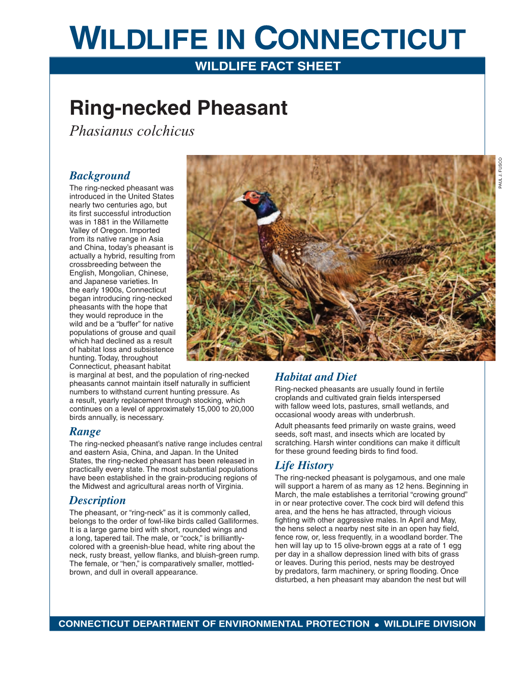 Ring-Necked Pheasant Fact Sheet