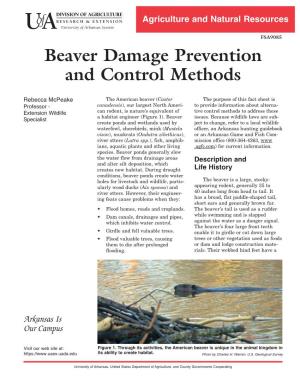 Beaver Damage Prevention and Control Methods