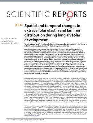 Spatial and Temporal Changes in Extracellular Elastin and Laminin