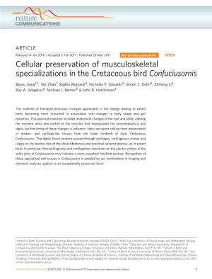 Cellular Preservation of Musculoskeletal Specializations in the Cretaceous Bird Confuciusornis