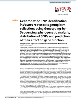 Genome-Wide SNP Identification in Prunus Rootstocks Germplasm