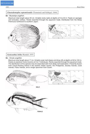Chaetodontoplus Septentrionalis (Temminck and Schlegel, 1844) En - Bluestripe Angelfish