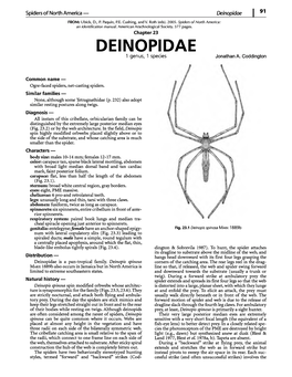 Deinopidae \ 91