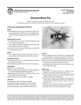 Oriental Blow Fly