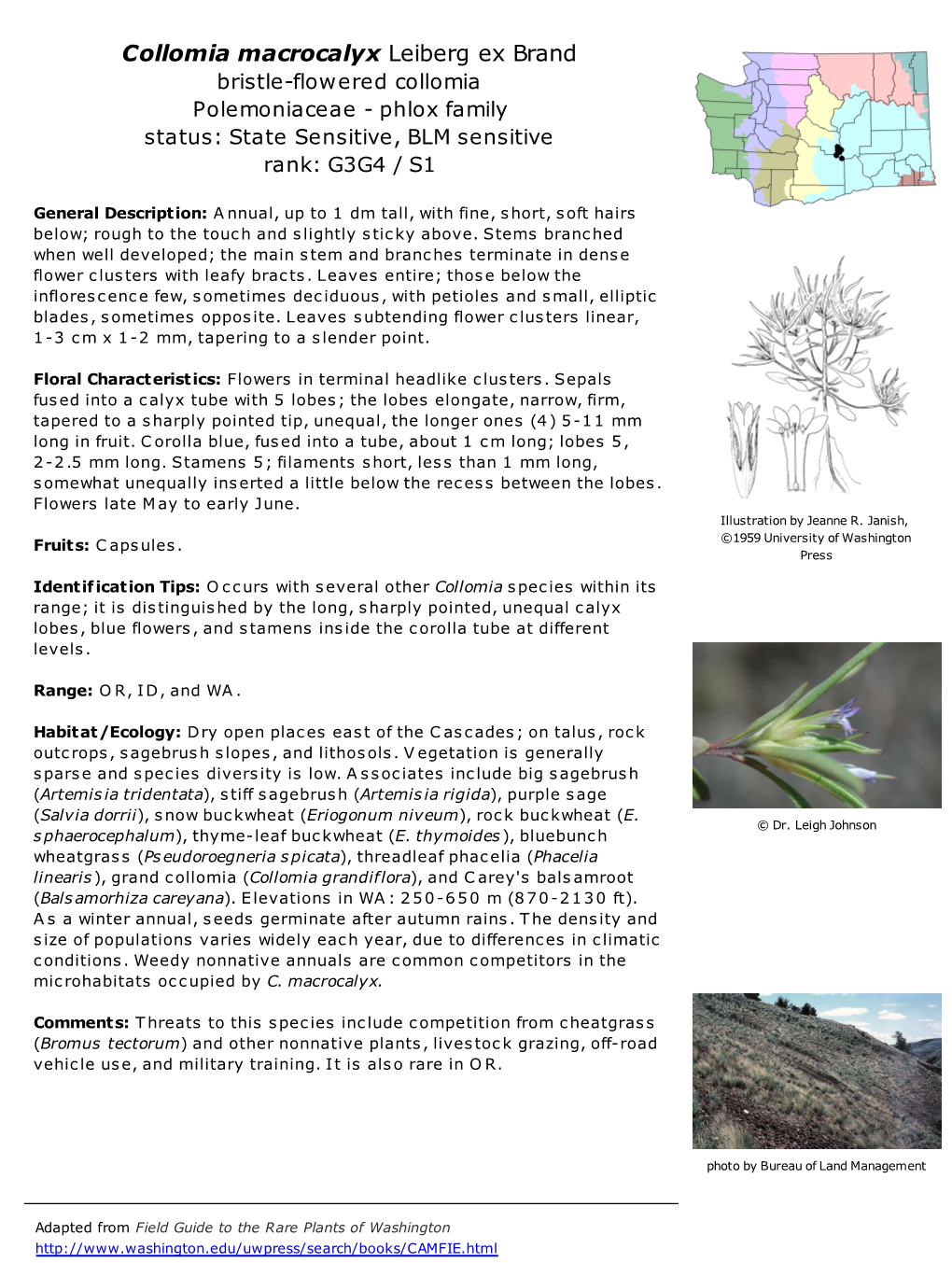 Collomia Macrocalyx Leiberg Ex Brand Bristle-Flowered Collomia Polemoniaceae - Phlox Family Status: State Sensitive, BLM Sensitive Rank: G3G4 / S1