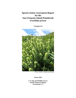 Species Status Assessment Report for the San Clemente Island Paintbrush (Castilleja Grisea)