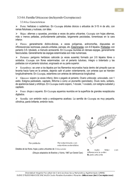 3.3.4.6. Familia Urticaceae (Incluyendo Cecropiaceae) 3.3.4.6.A