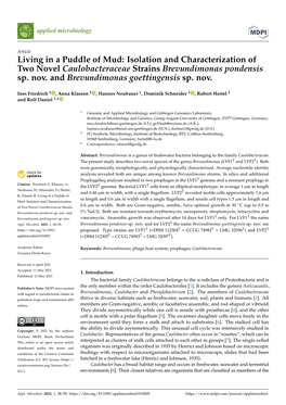 Isolation and Characterization of Two Novel Caulobacteraceae Strains Brevundimonas Pondensis Sp. Nov. and Brevundimonas Goettingensis Sp