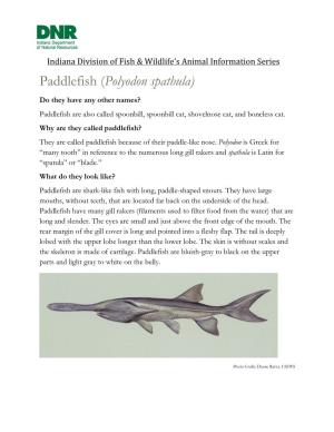 Indiana Division of Fish & Wildlife's Animal Information Series: Paddlefish