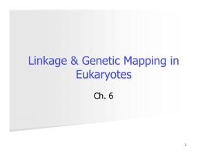 Linkage & Genetic Mapping in Eukaryotes