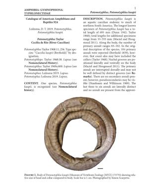 AMPHIBIA: GYMNOPHIONA: TYPHLONECTIDAE Potomotyphlus, Potomotyphlus Kaupii Catalogue of American Amphibians and DESCRIPTION