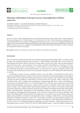 Molecular Confirmation of Gyroporus Lacteus and Typification of Boletus Cyanescens