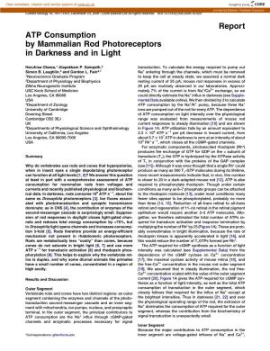 ATP Consumption by Mammalian Rod Photoreceptors in Darkness and in Light