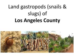 Land Gastropods (Snail & Slugs) of Los Angeles