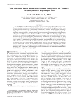 Dual Mutations Reveal Interactions Between Components of Oxidative Phosphorylation in Kluyveromyces Lactis