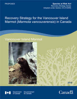 Vancouver Island Marmot (Marmota Vancouverensis) in Canada