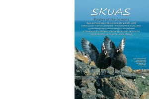 Pirates of the Oceans 12 13 13 14 Skuas Are the Pirates of the Bird World
