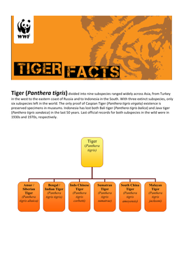 Tiger (Panthera Tigris) Divided Into Nine Subspecies Ranged Widely Across Asia, from Turkey in the West to the Eastern Coast of Russia and to Indonesia in the South