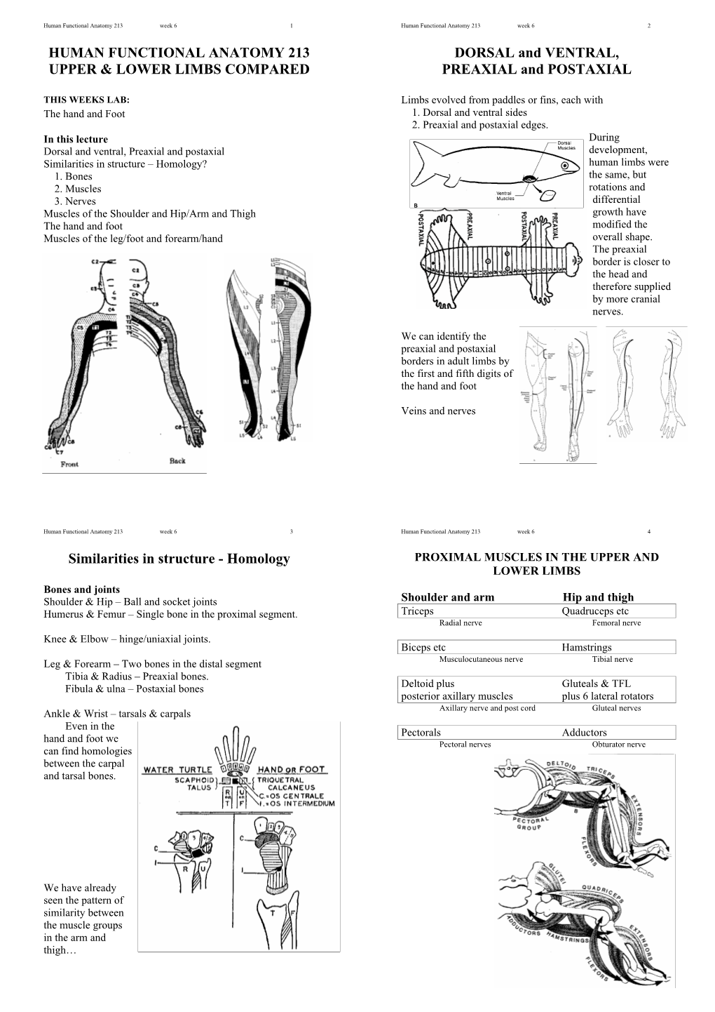 Human Functional Anatomy 213 Upper & Lower Limbs Compared